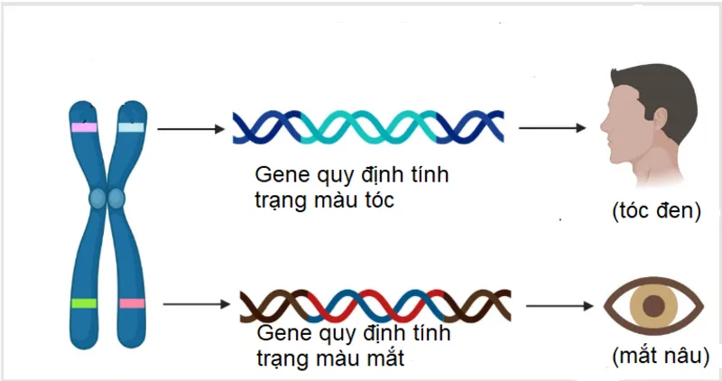 Gen có thể ảnh hưởng đến nhiều đặc điểm như màu mắt, màu tóc, nhóm máu và chiều cao.